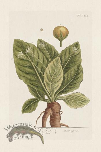 BEE 364 The Mandrake